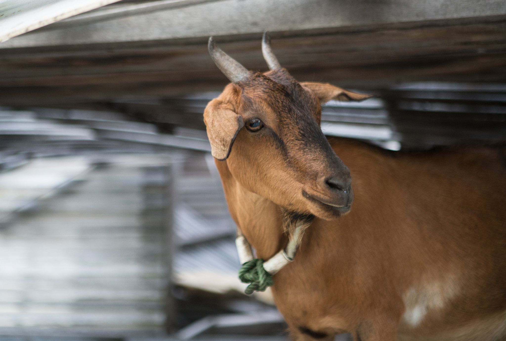 Sony a7R II + Canon EF 24-70mm F2.8L USM sample photo. Goat eye photography