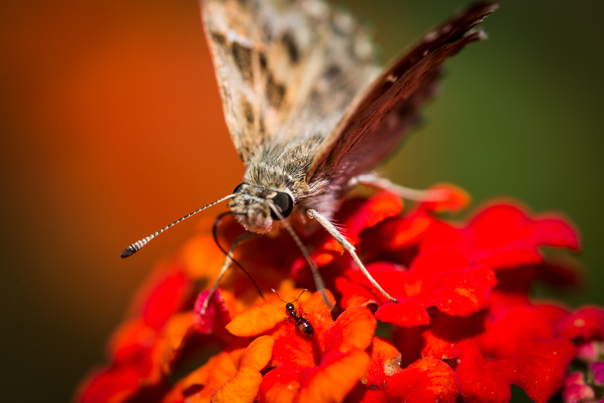 Sigma 150mm F2.8 EX DG OS Macro HSM sample photo. Hello little friend ! photography