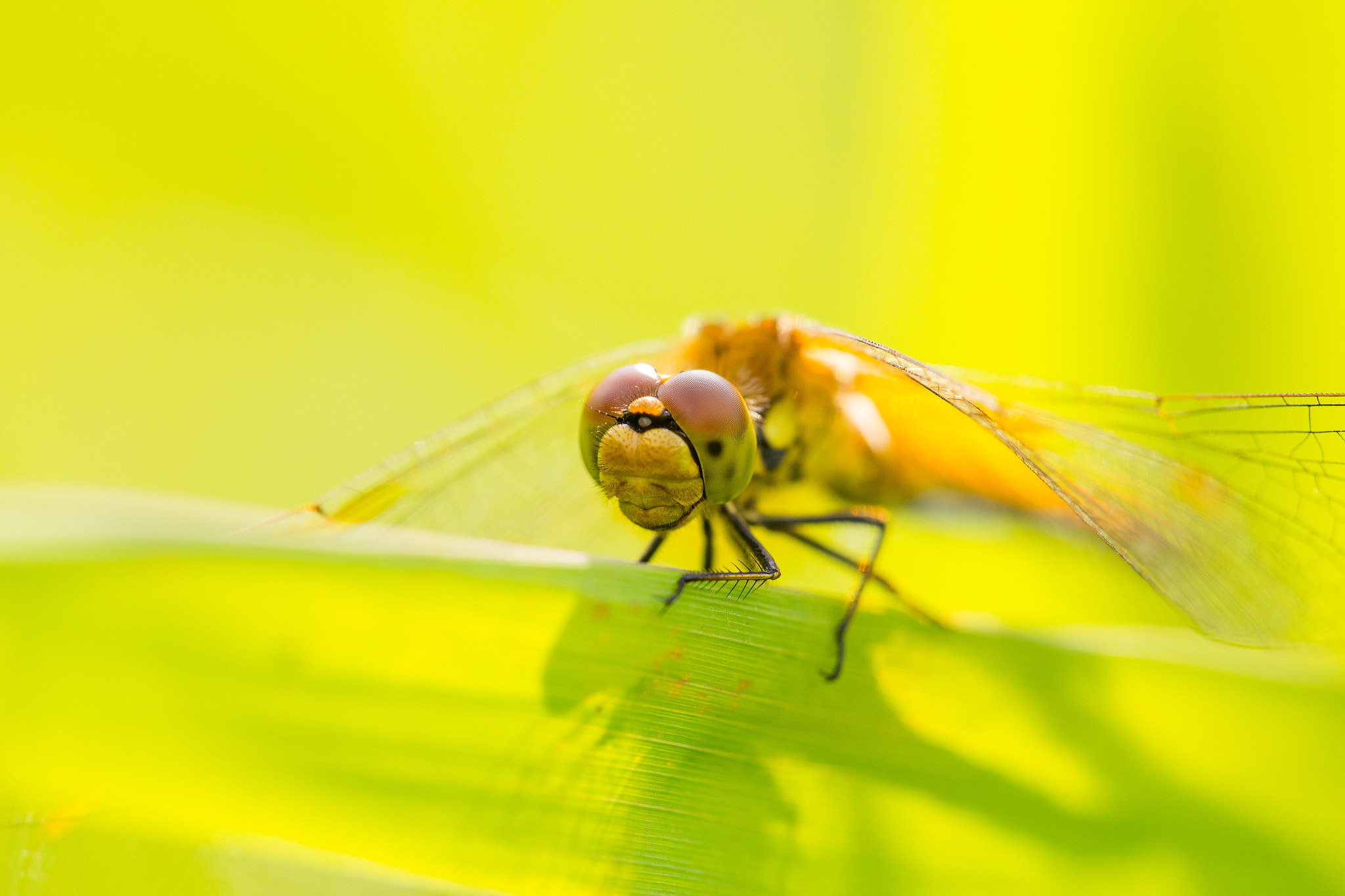 Canon EF 180mm F3.5L Macro USM sample photo. Predator photography