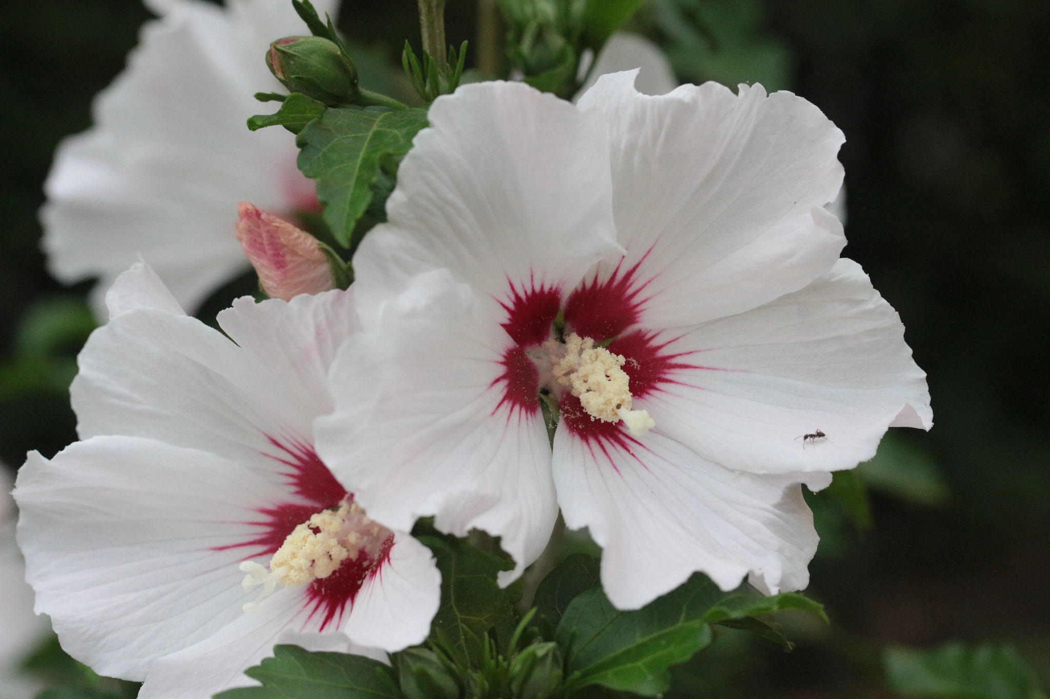 Canon EF-S 60mm F2.8 Macro USM sample photo. White photography