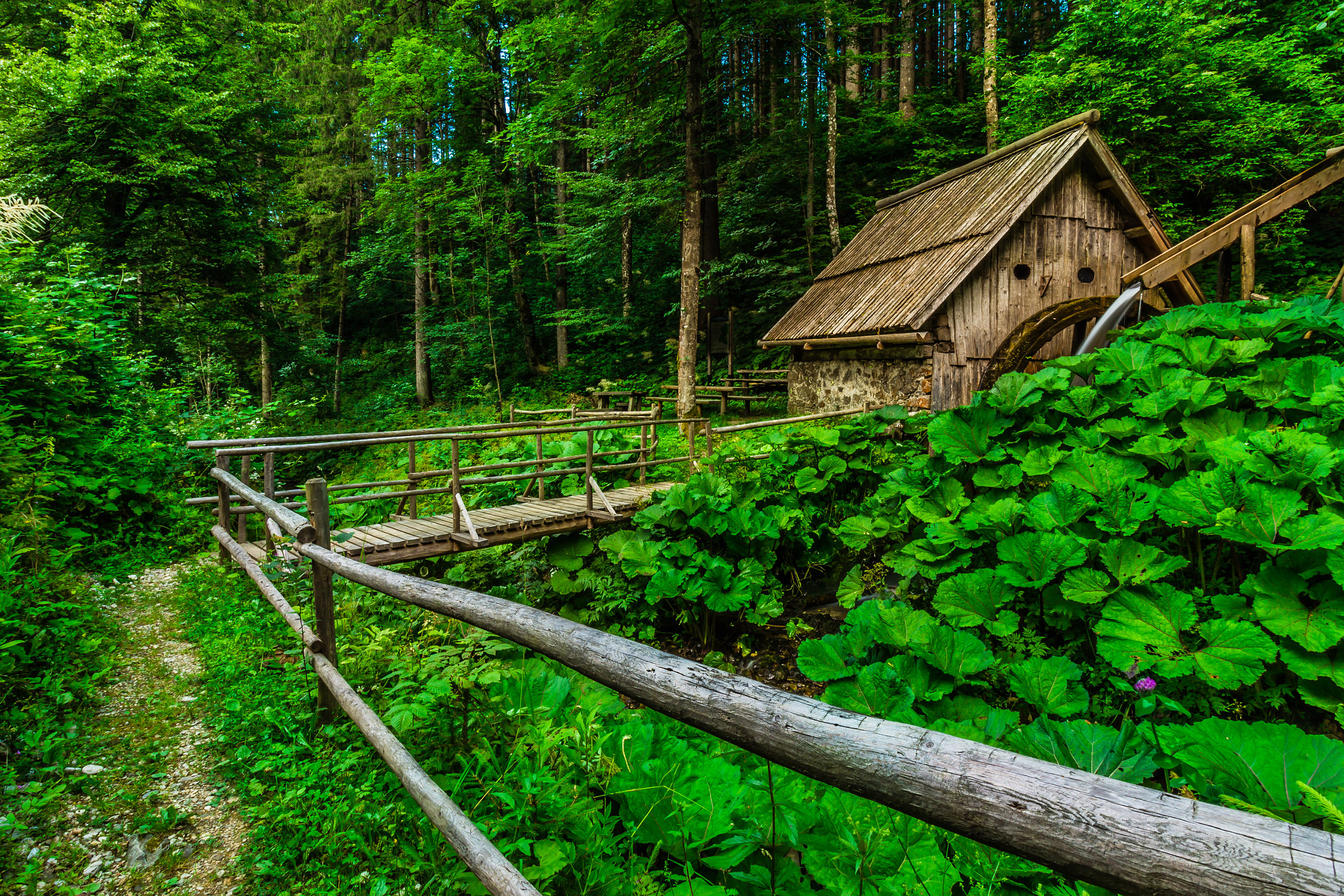 Canon EF-S 10-18mm F4.5–5.6 IS STM sample photo. Mill in the forest. photography