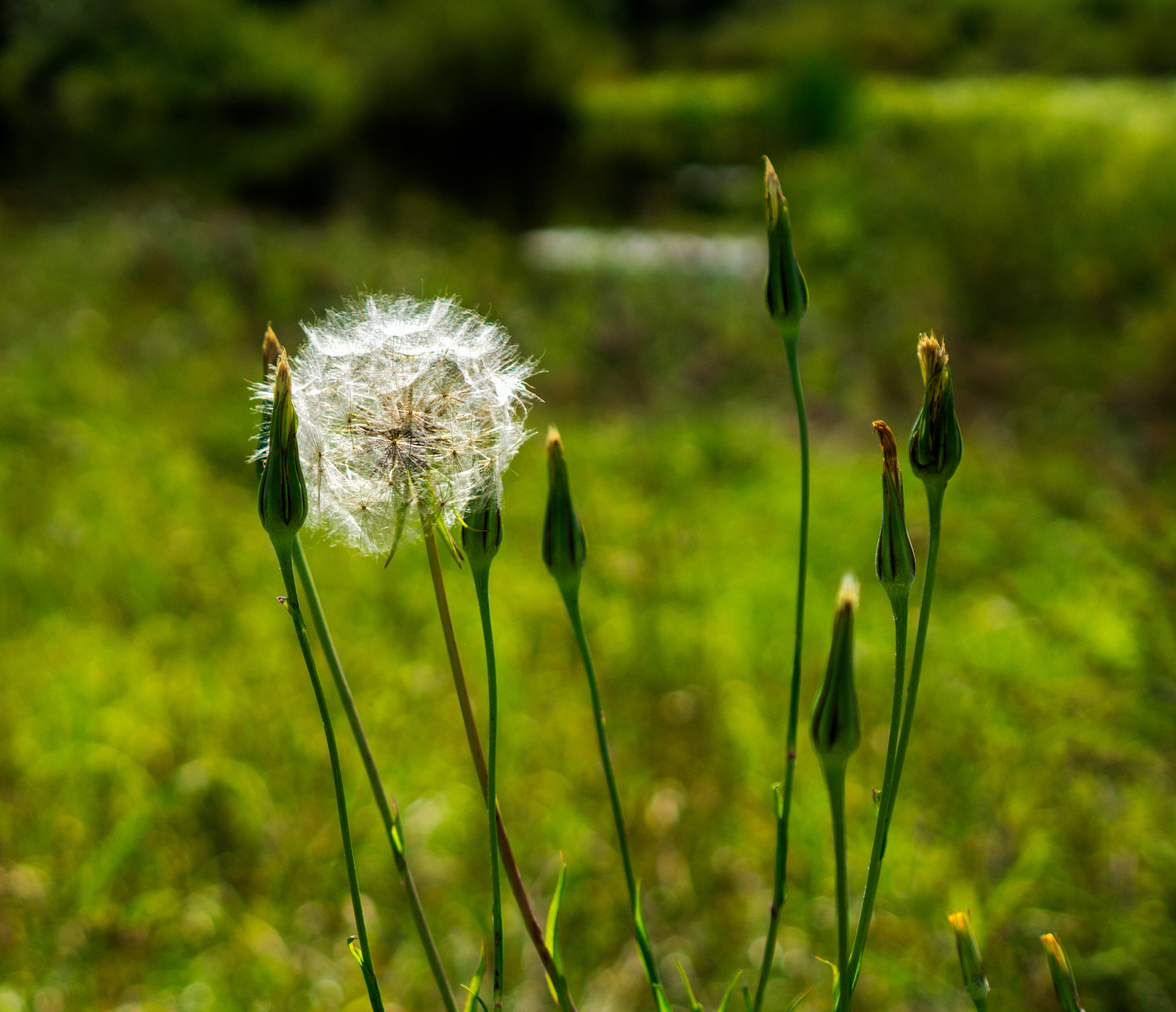 Sony E 35mm F1.8 OSS sample photo. ** photography