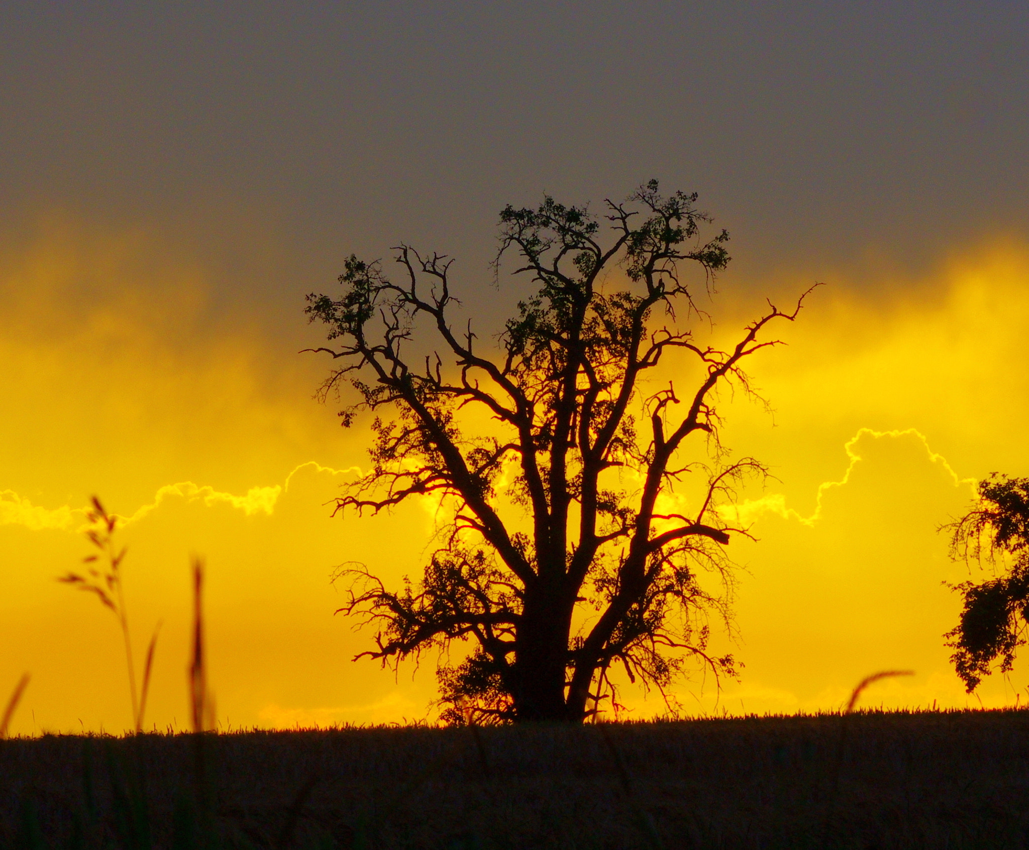smc PENTAX-DA L 55-300mm F4-5.8 ED sample photo. Gnarled old tree in the backlight photography