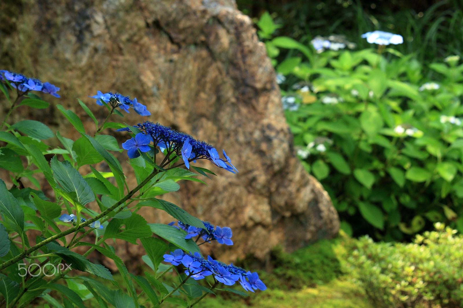 Canon EOS 100D (EOS Rebel SL1 / EOS Kiss X7) sample photo. Relieved photography