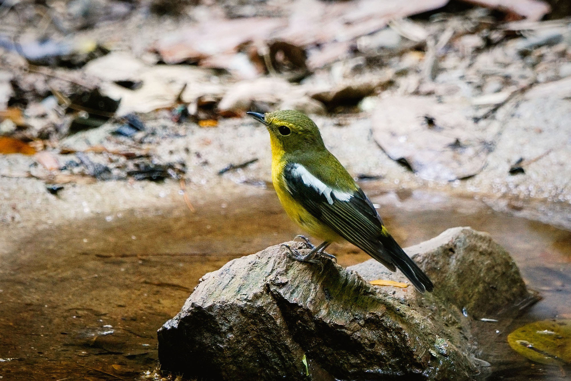 Sony ILCA-77M2 + Sony 70-400mm F4-5.6 G SSM II sample photo. Green-backed flycatcher (chinese flycatcher) photography