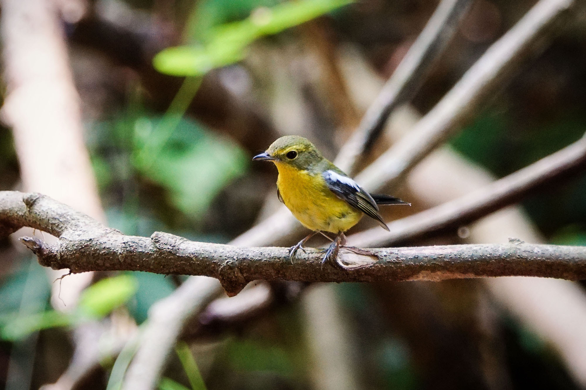 Sony ILCA-77M2 + Sony 70-400mm F4-5.6 G SSM II sample photo. Green-backed flycatcher (chinese flycatcher) photography