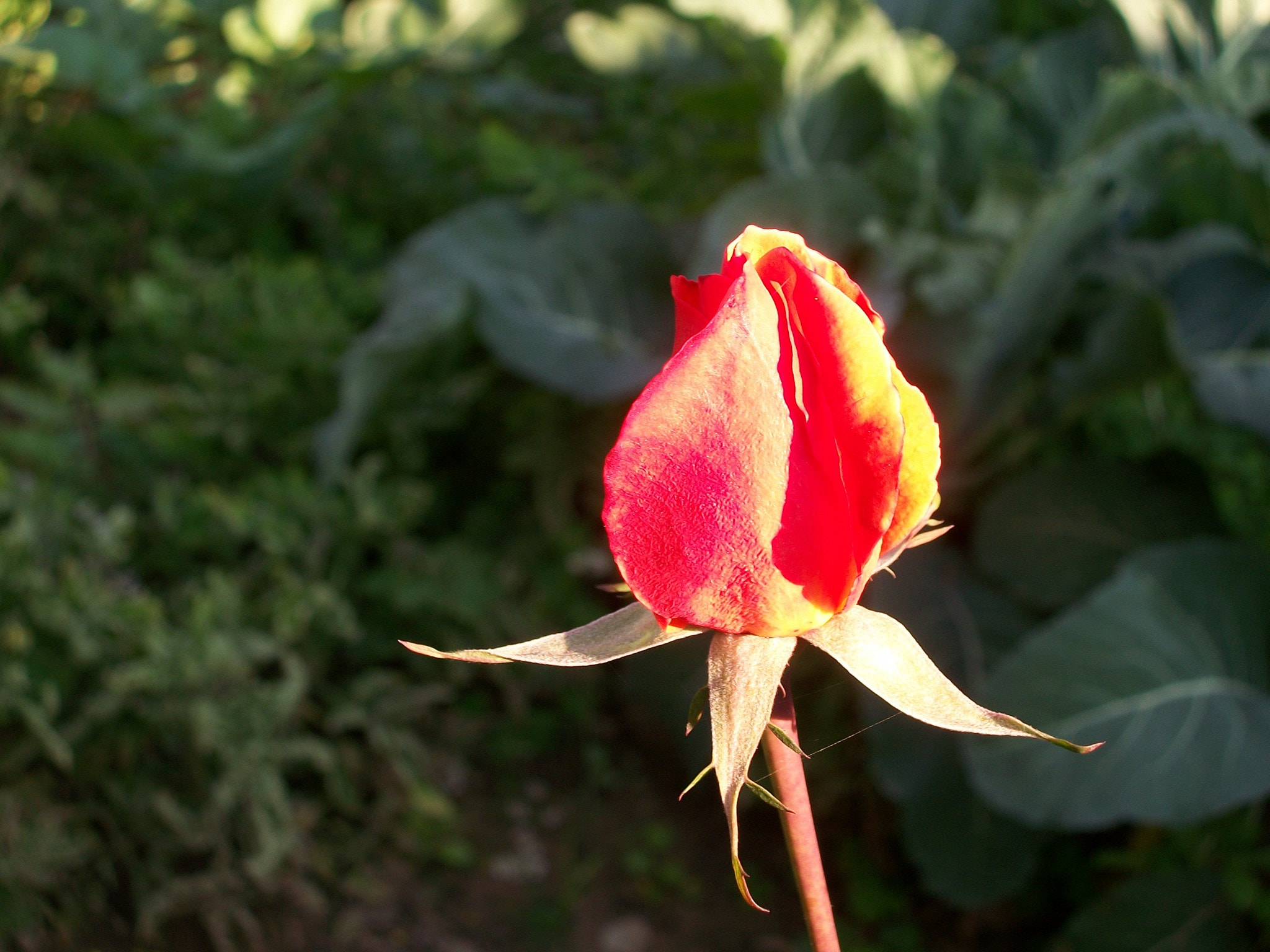 Kodak EASYSHARE M340 DIGITAL CAMERA sample photo. Budding artist photography
