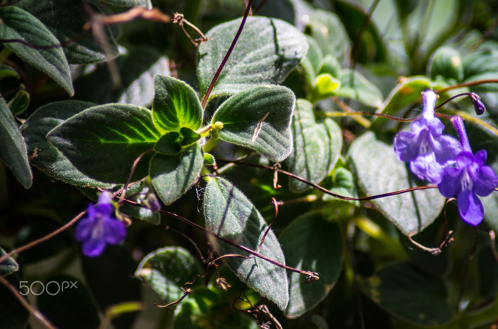 Pentax K-01 + Tamron AF 70-300mm F4-5.6 Di LD Macro sample photo. Nodding violets photography