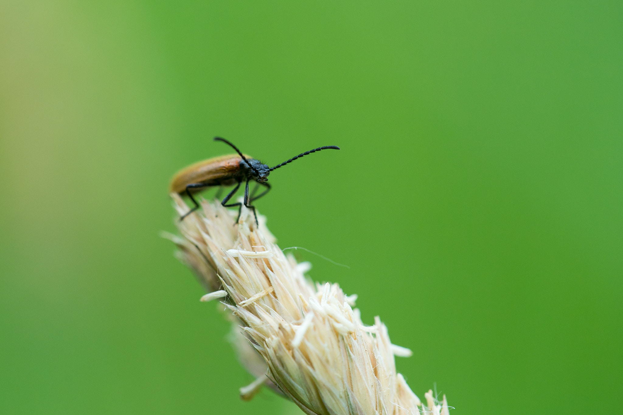 Canon EF 180mm F3.5L Macro USM sample photo. Really angry bug photography