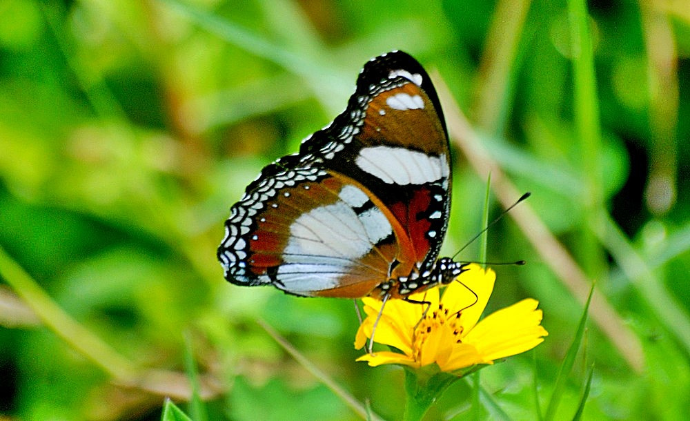 Sigma 70-300mm F4-5.6 APO Macro Super II sample photo. Le papillon photography