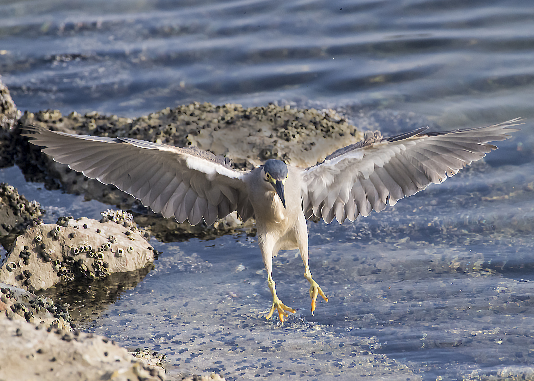 Nikon AF-S Nikkor 200-500mm F5.6E ED VR sample photo. Landing photography