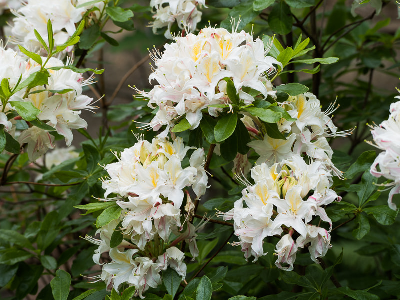 Olympus PEN-F sample photo