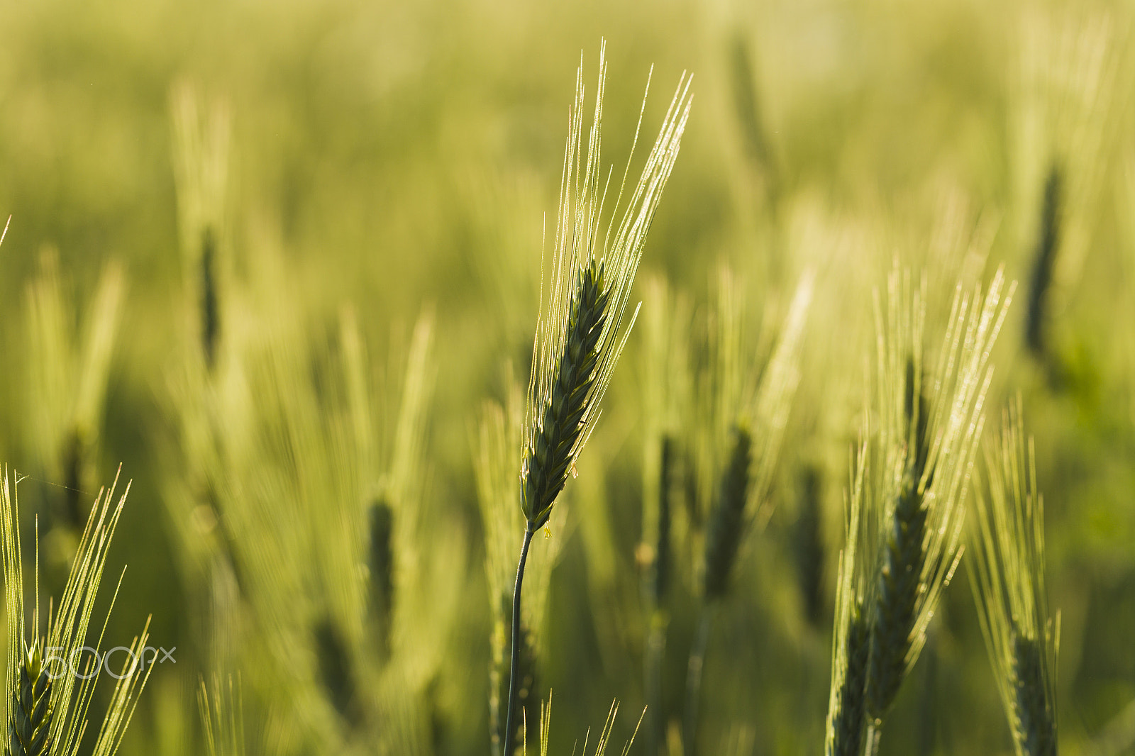 Canon EOS-1D Mark IV sample photo. Wheat field in the rays of the evening sun photography