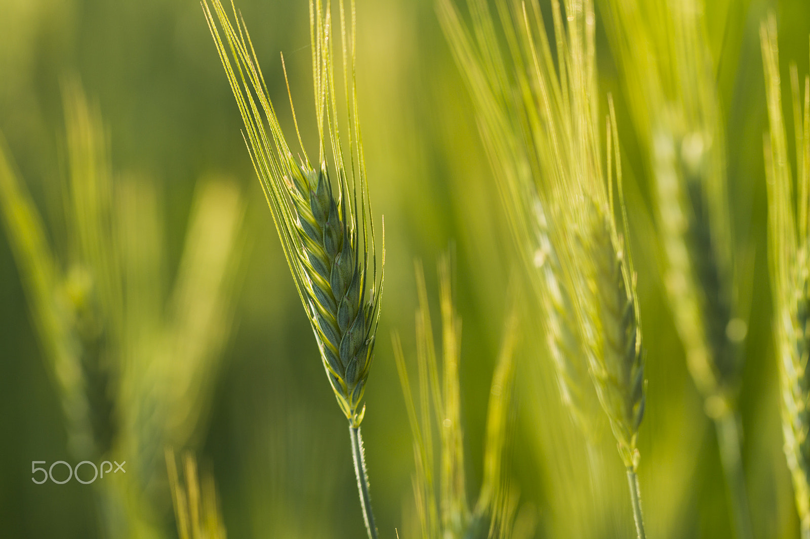 Canon EOS-1D Mark IV sample photo. Wheat field in the rays of the evening sun photography