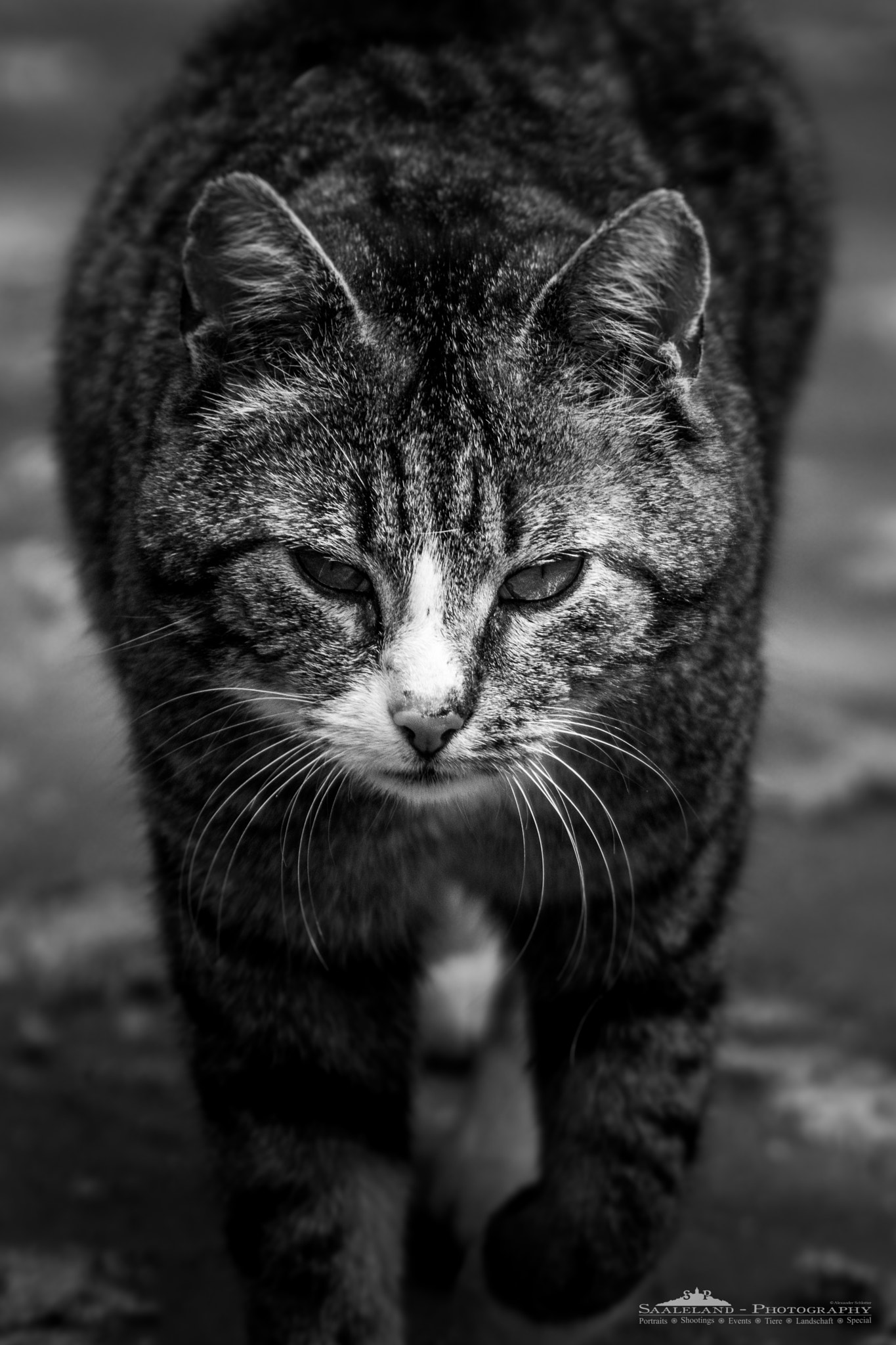 Tamron SP 35mm F1.8 Di VC USD sample photo. Hello kitty photography