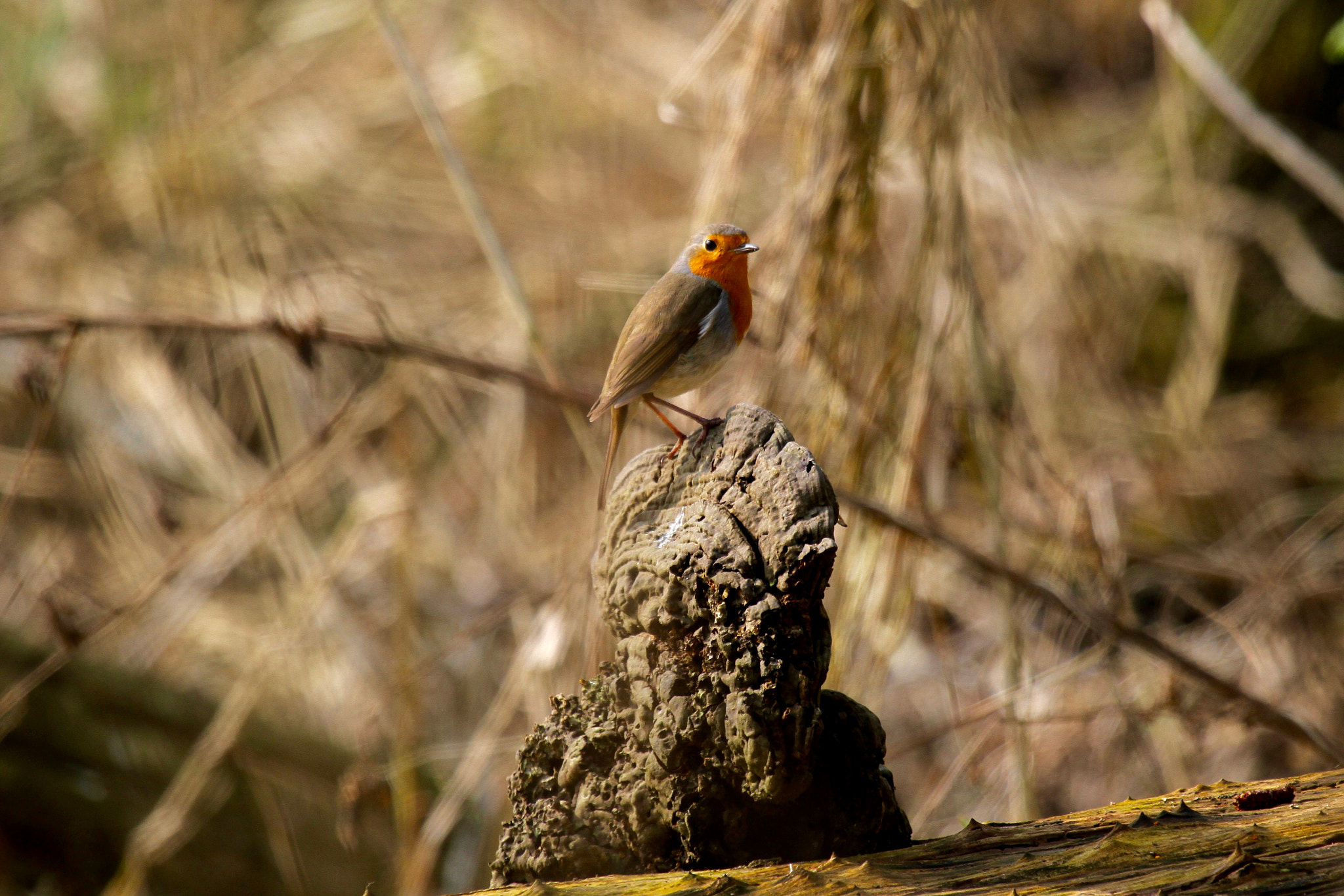 Canon EF 100-400mm F4.5-5.6L IS USM sample photo. Red robin photography