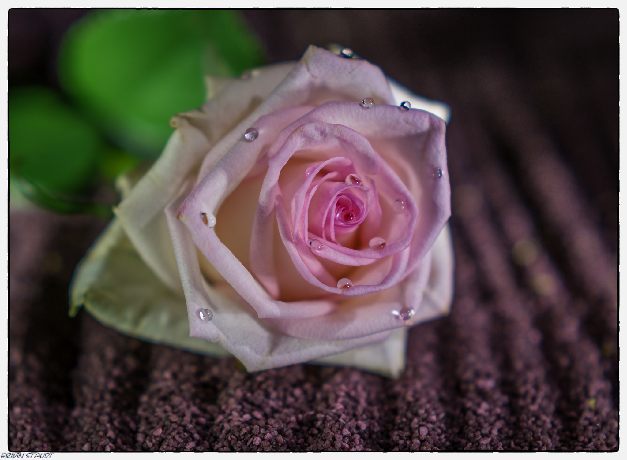 Pentax K-x sample photo. Rose pink beautie photography