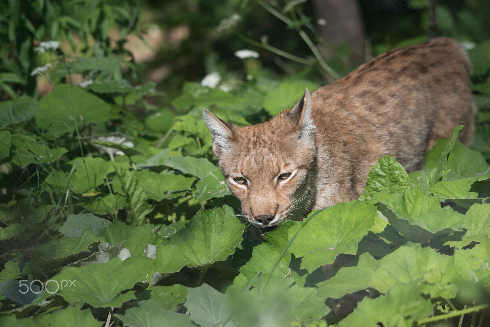 Sigma 120-400mm F4.5-5.6 DG OS HSM sample photo. Linx photography