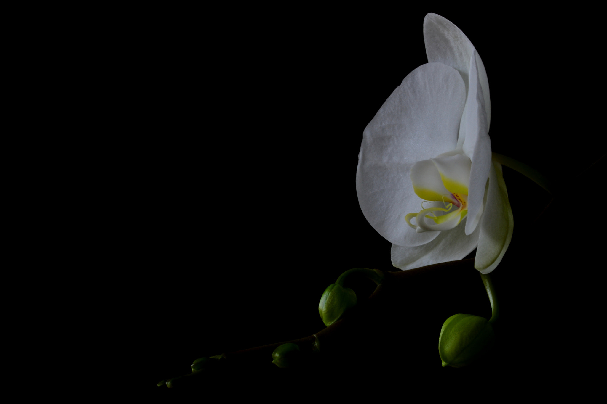 Sigma 50-150mm F2.8 EX APO DC OS HSM sample photo. Light is all i need photography