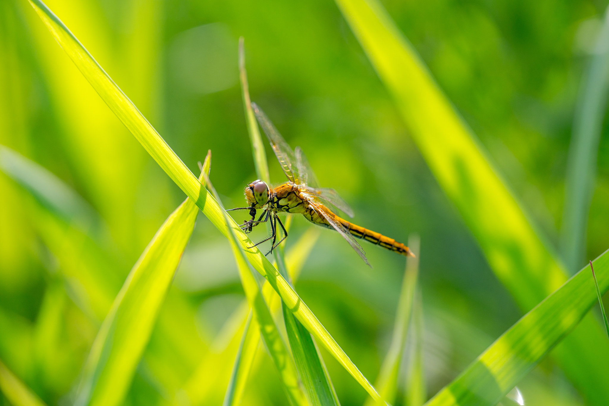 Canon EF 180mm F3.5L Macro USM sample photo. Eat fly photography