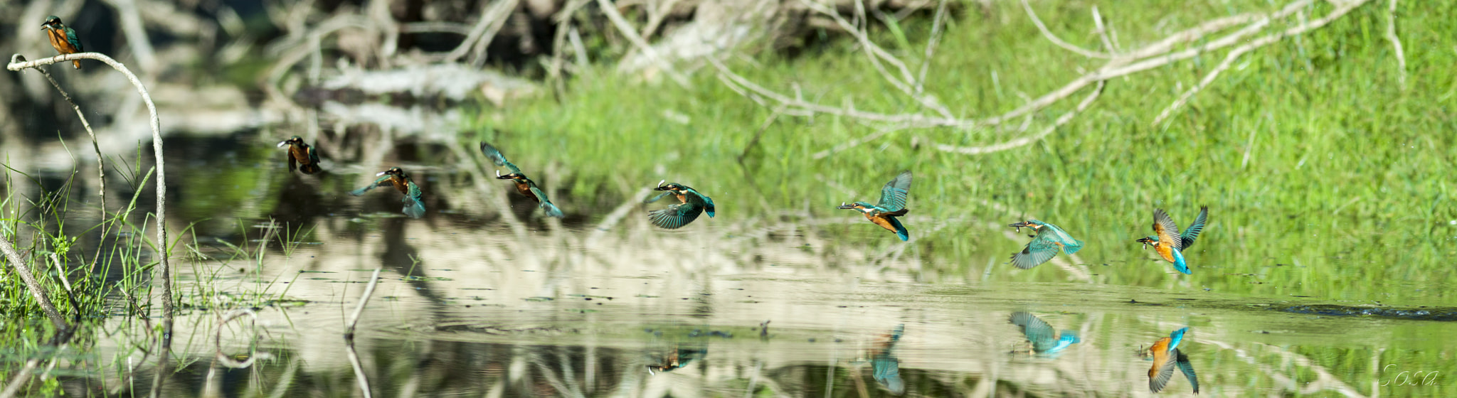 Canon EOS 50D + Canon EF 400mm F5.6L USM sample photo. Kingfisher fishing photography