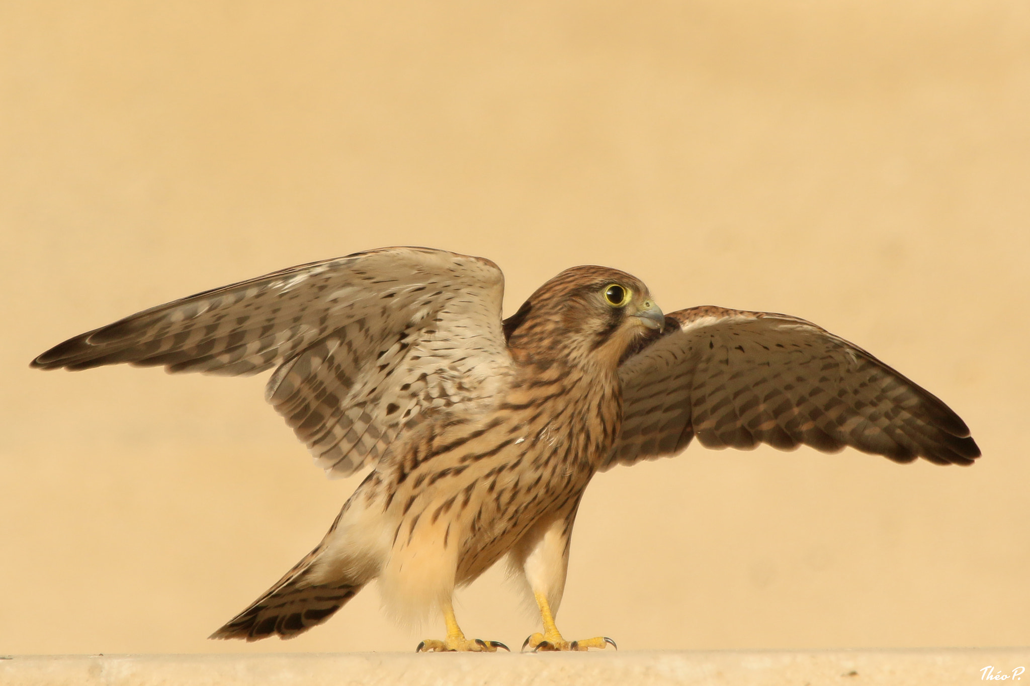 Canon EOS 7D Mark II + Canon EF 300mm F2.8L IS USM sample photo. Kestrel / faucon crécerelle photography