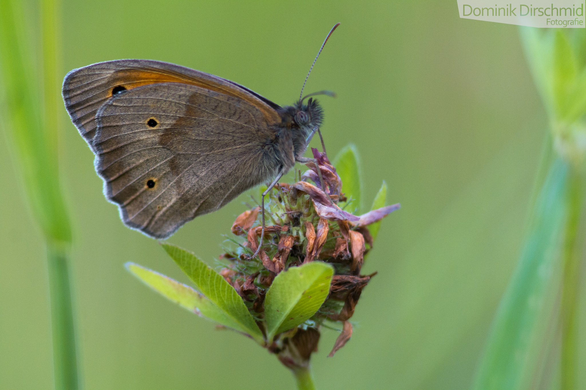 Canon EOS 70D + Canon EF 300mm F4L IS USM sample photo. Gatekeeper photography