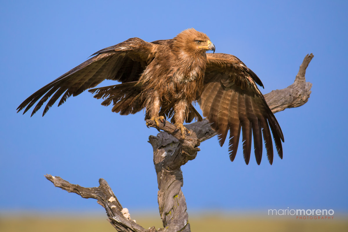 Canon EOS-1D X + Canon EF 200-400mm F4L IS USM Extender 1.4x sample photo. Drying wings photography