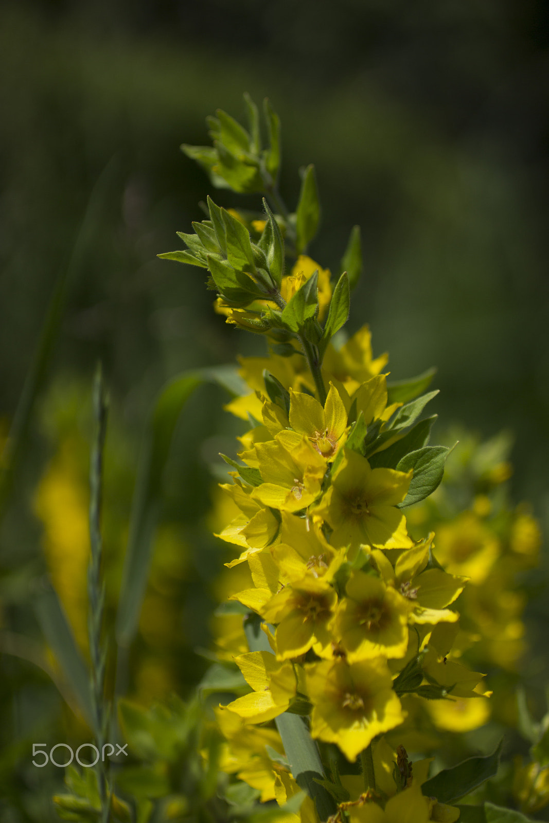 Canon EOS 600D (Rebel EOS T3i / EOS Kiss X5) + Canon EF 50mm F2.5 Macro sample photo. Yellow light photography