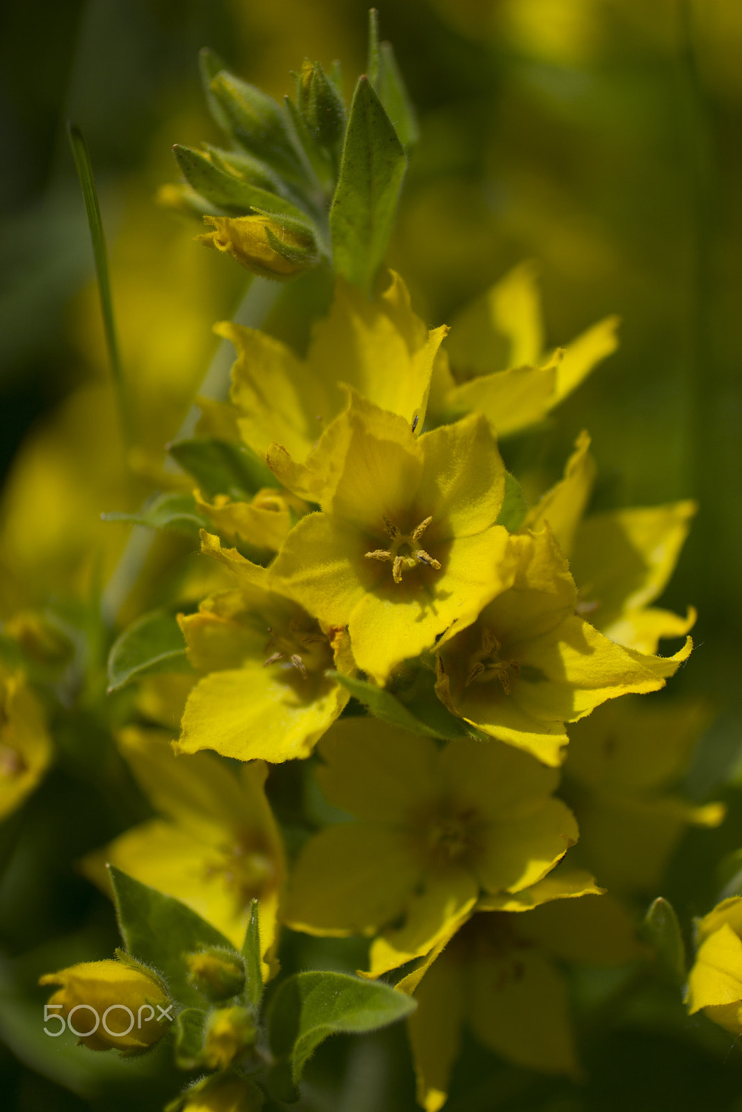 Canon EOS 600D (Rebel EOS T3i / EOS Kiss X5) + Canon EF 50mm F2.5 Macro sample photo. Yellow light photography