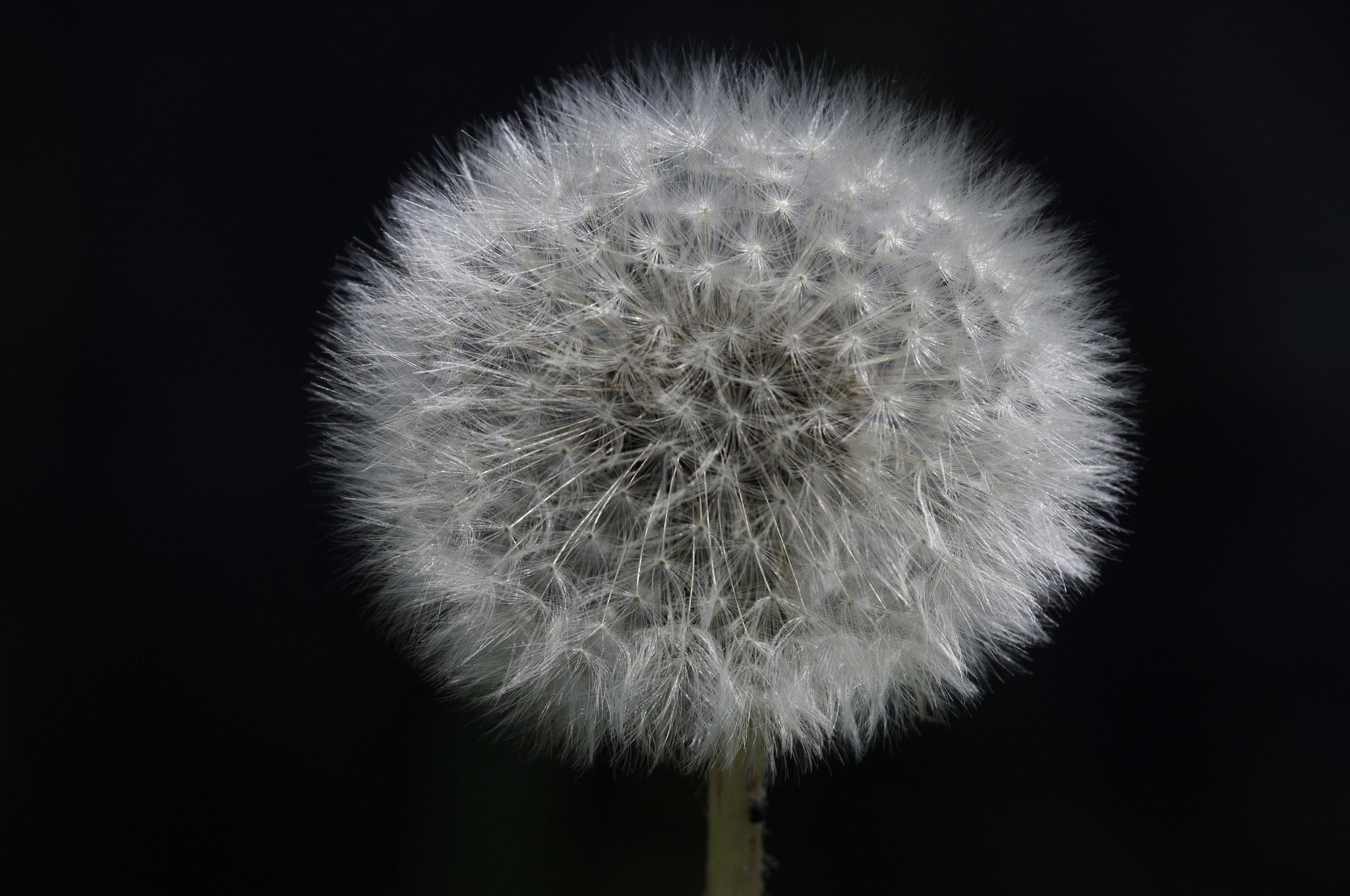 Sigma 150mm F2.8 EX DG Macro HSM sample photo. Untitled photography