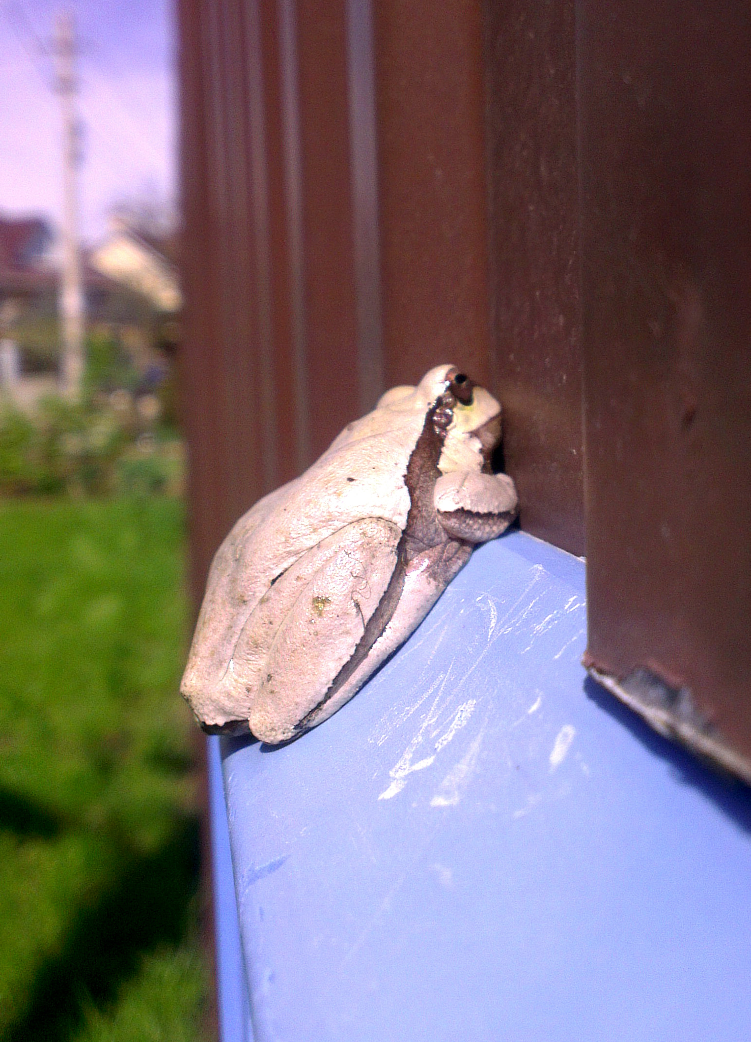 HTC ONE X sample photo. Почти принц photography