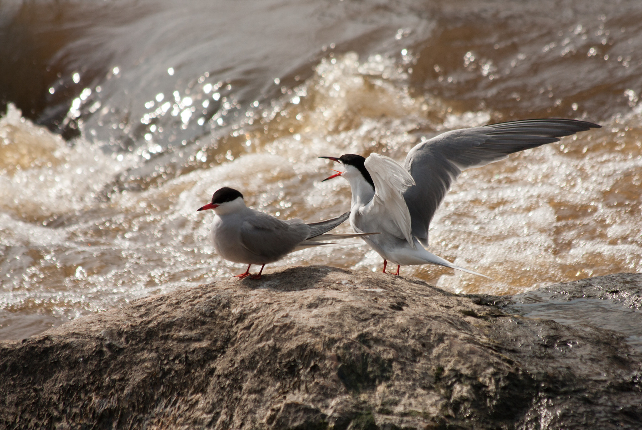 Canon EF 70-300mm F4-5.6 IS USM sample photo. Two common terns by the stream photography