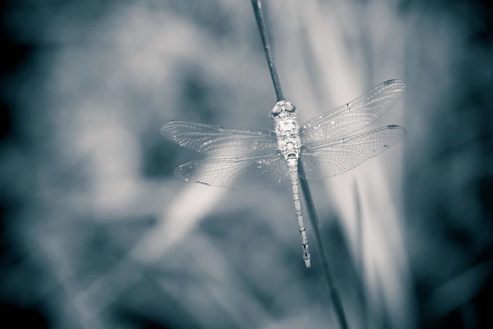 Tamron SP AF 180mm F3.5 Di LD (IF) Macro sample photo. B&w photography