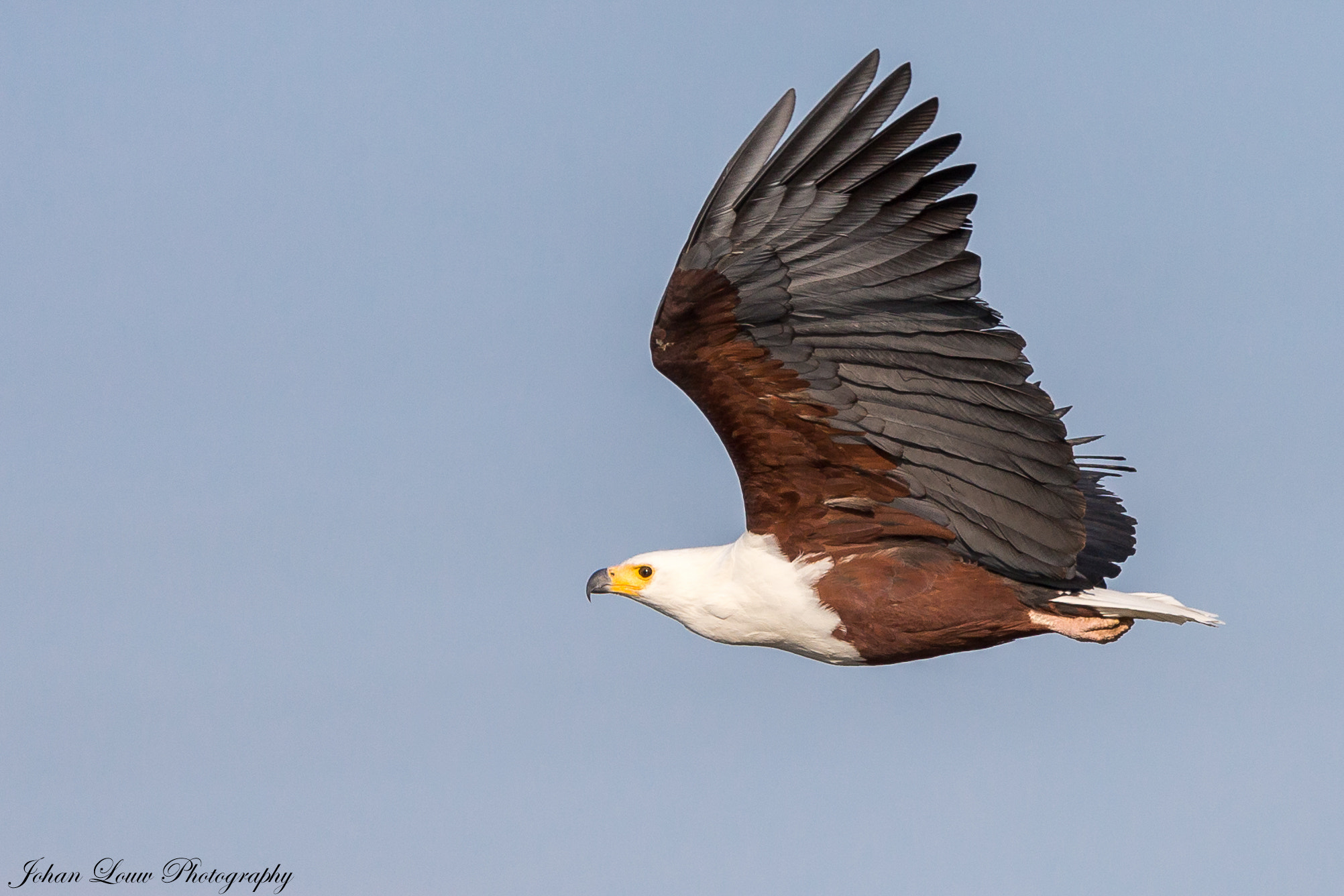 Canon EF 400mm F2.8L IS II USM sample photo. African fish eagle photography