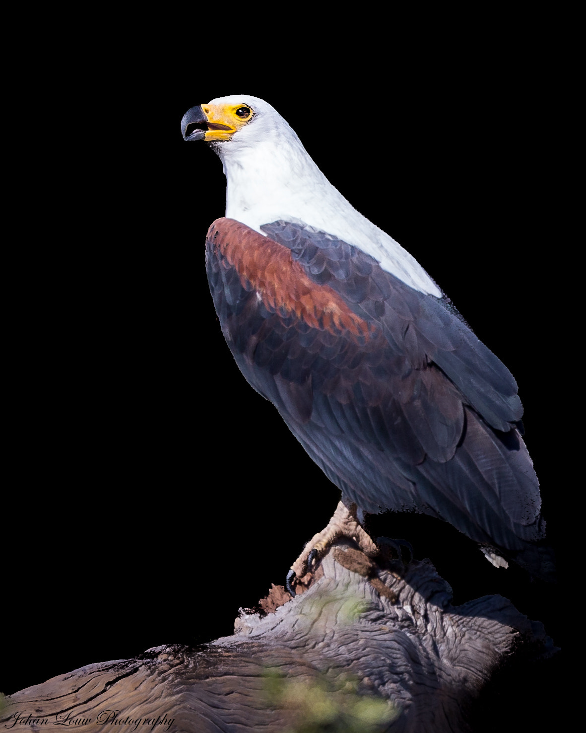 Canon EF 400mm F2.8L IS II USM sample photo. African fish eagle photography