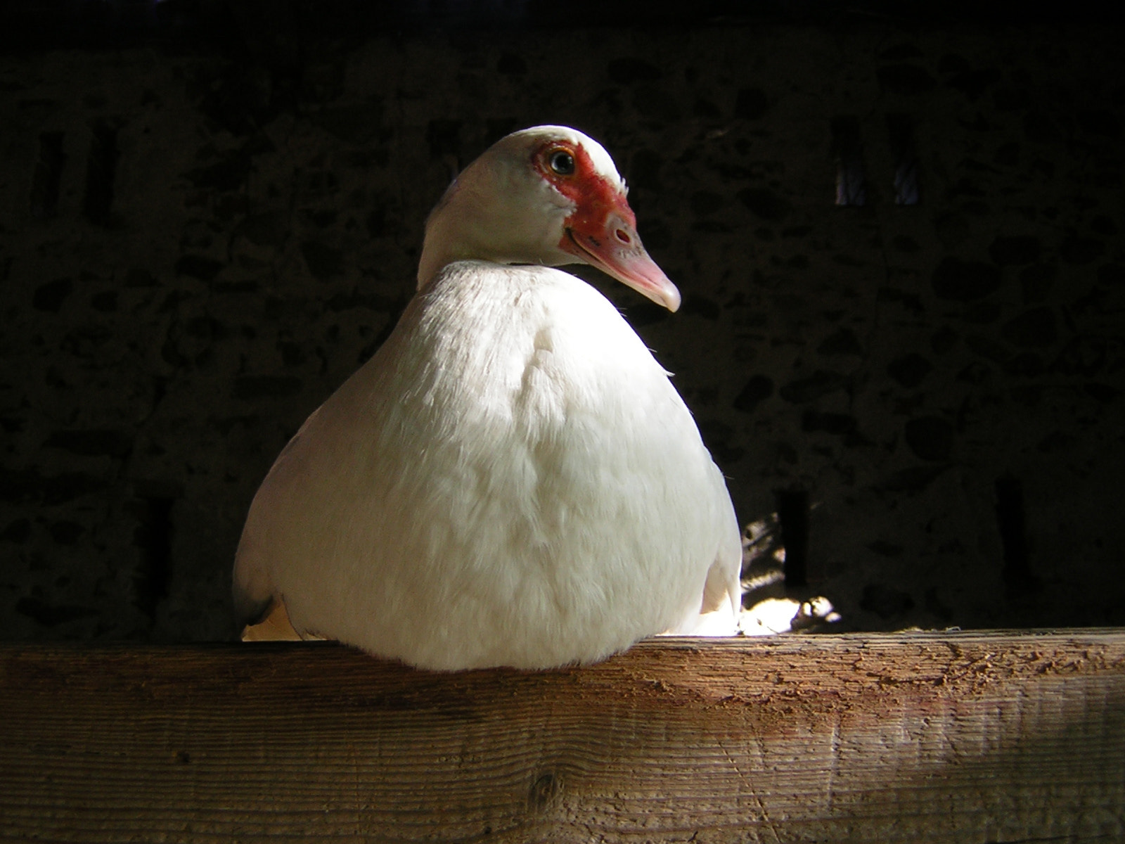 Nikon E2200 sample photo. My beloved queen duck photography