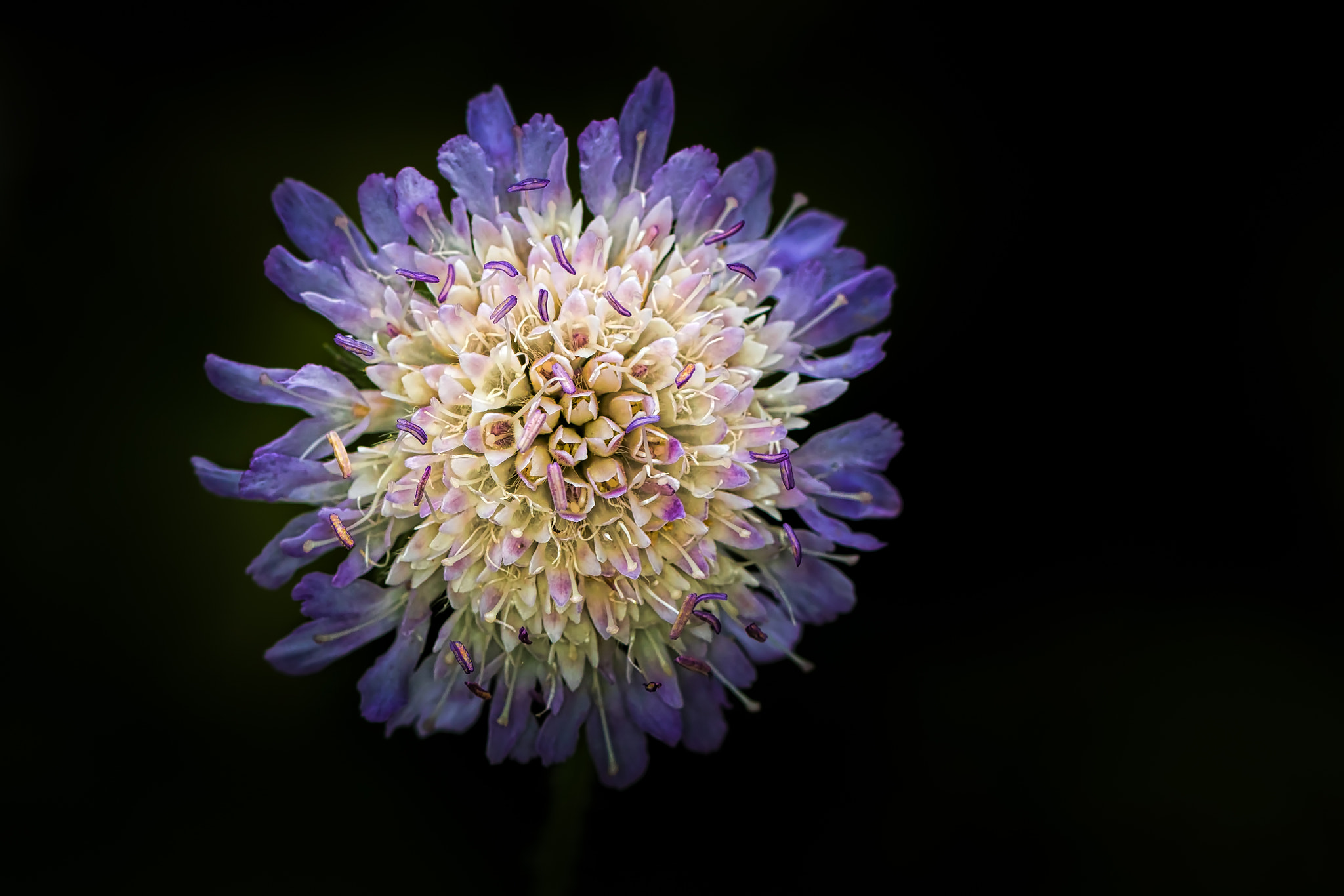 Canon EOS 760D (EOS Rebel T6s / EOS 8000D) + Canon EF 100mm F2.8L Macro IS USM sample photo. Flower298 photography