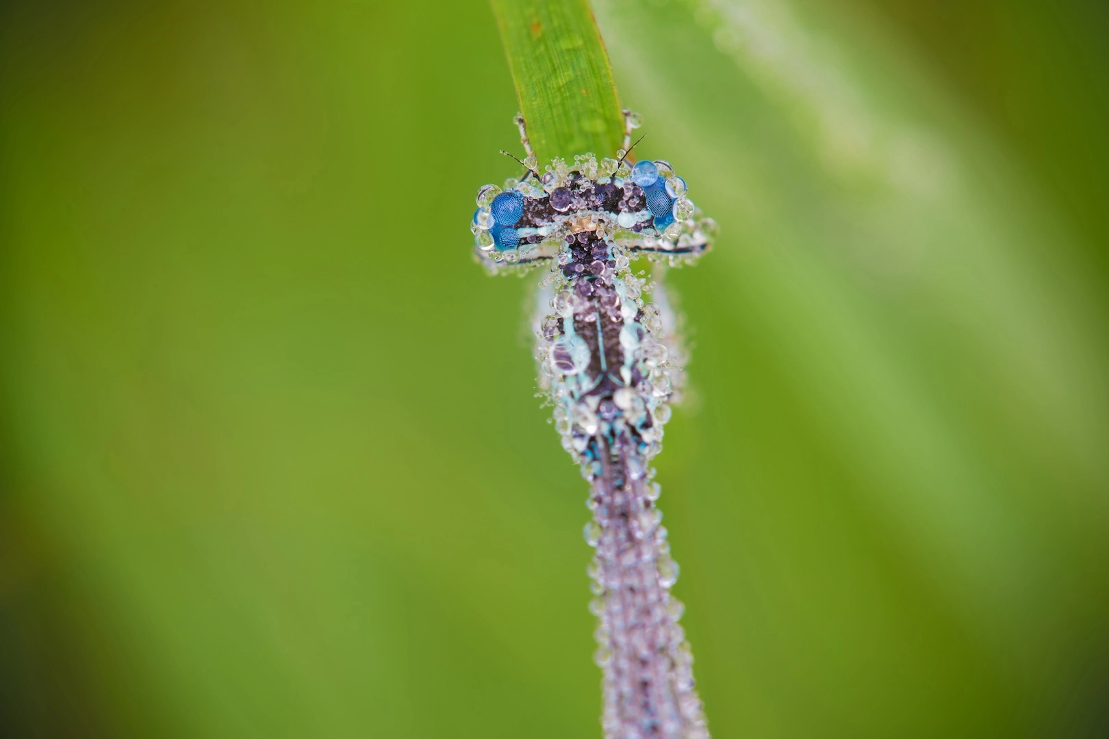 Tamron SP AF 180mm F3.5 Di LD (IF) Macro sample photo. Morning dew photography