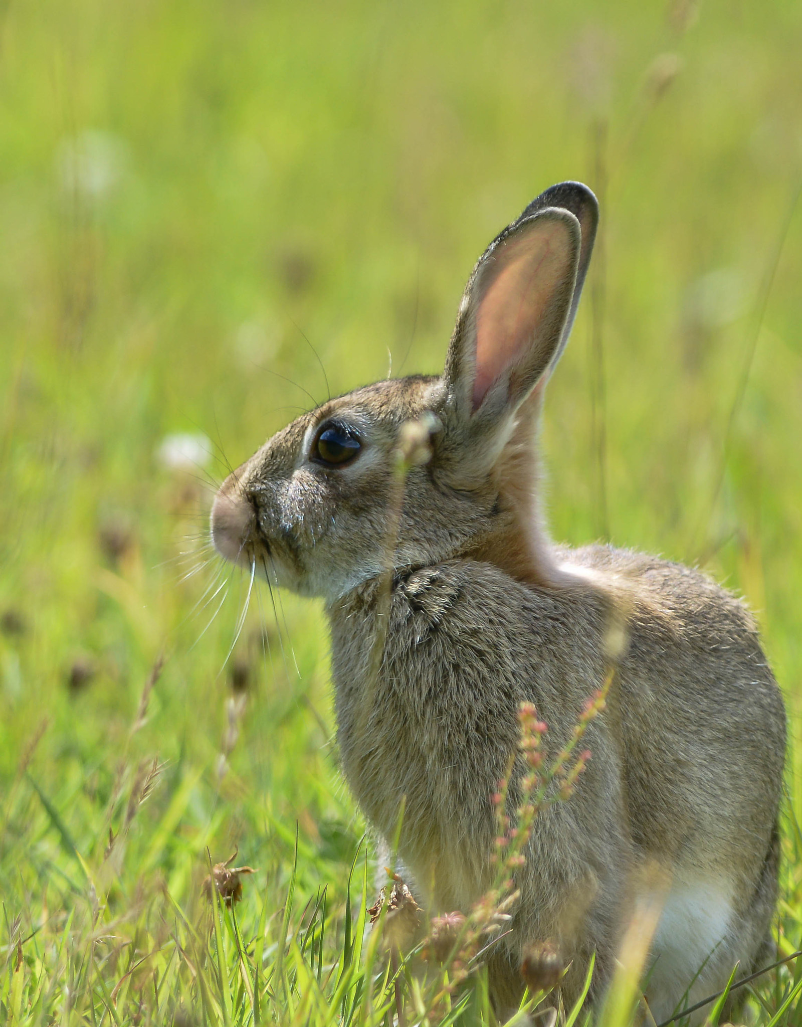 Nikon D800E + Nikon AF-S Nikkor 300mm F2.8G ED VR II sample photo. Brown hare. photography