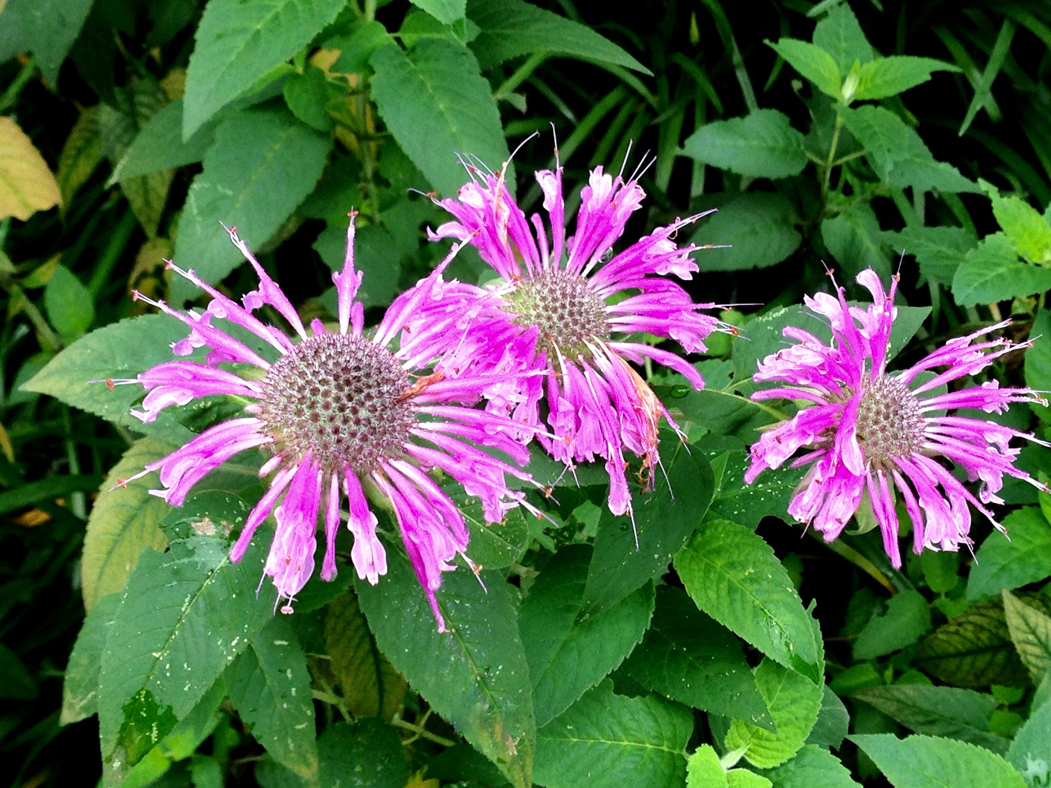 Apple iPhone5,2 sample photo. Monarda didyma 美国薄荷 photography