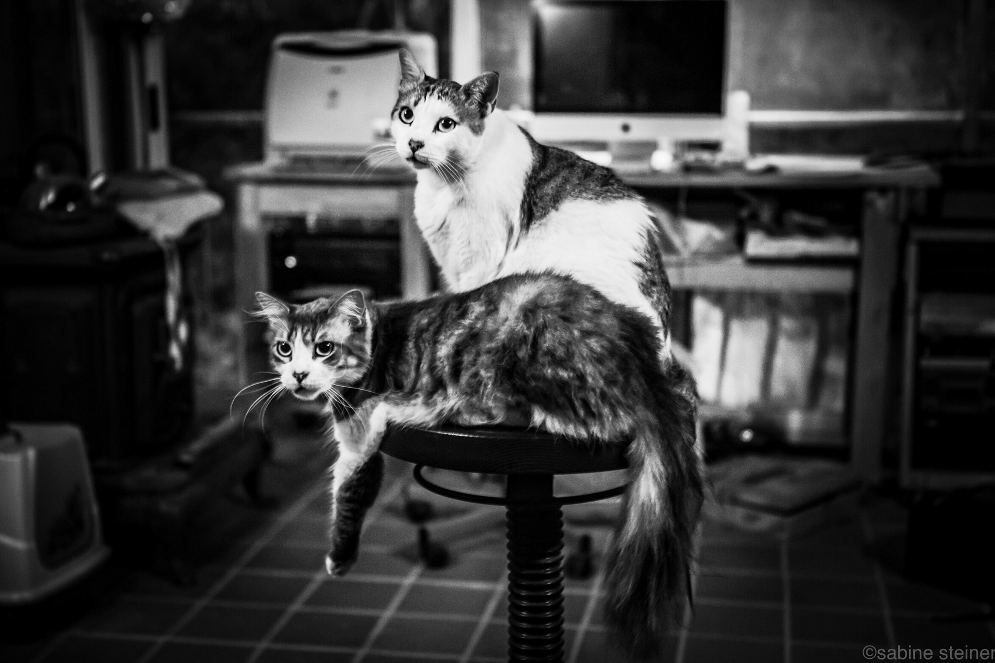 Canon EOS 5D Mark II + Canon EF 24-70mm F2.8L USM sample photo. Cats on stool photography