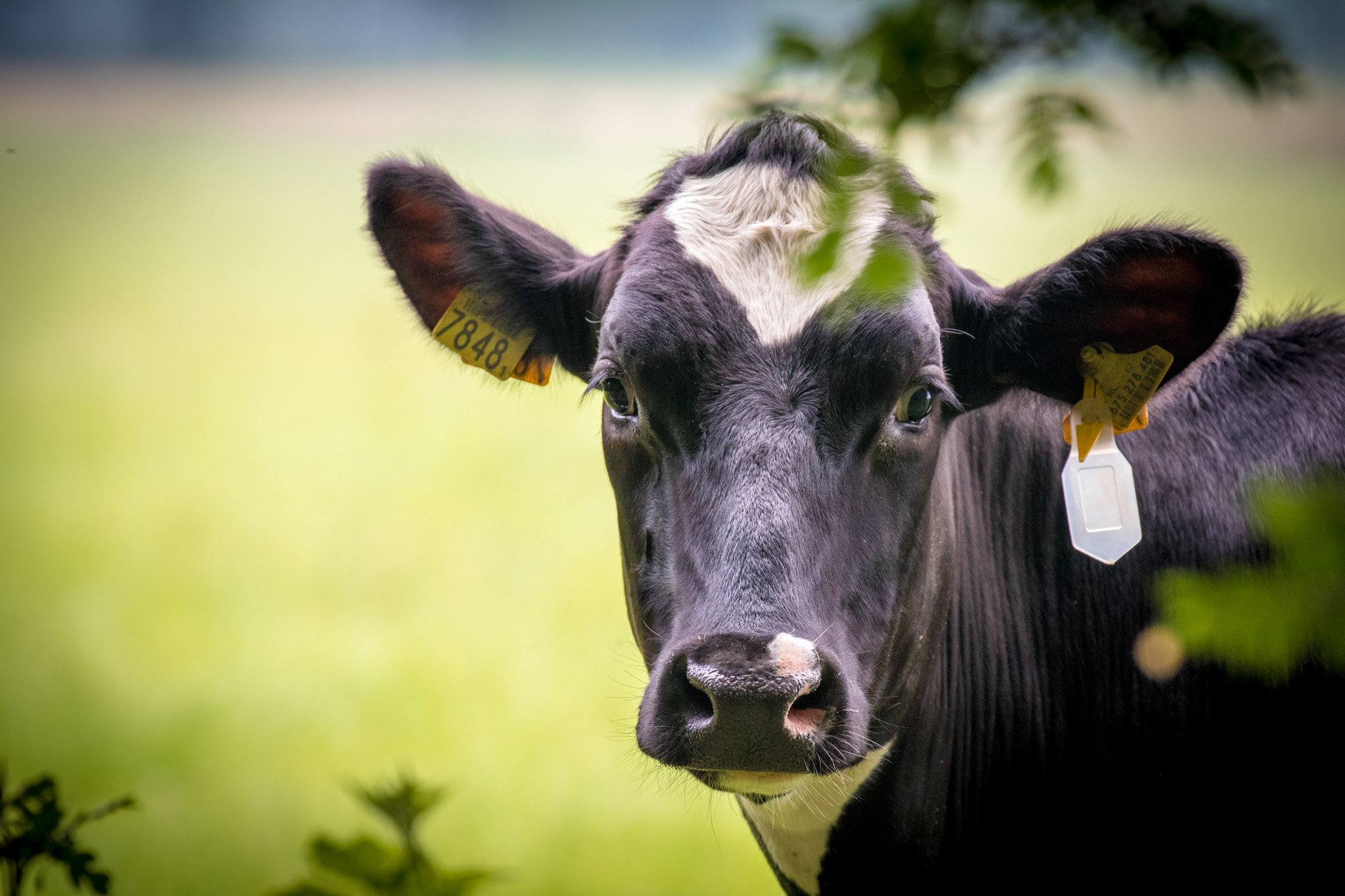 Canon EF 70-300mm F4-5.6L IS USM sample photo. Dutch cow 7848 photography