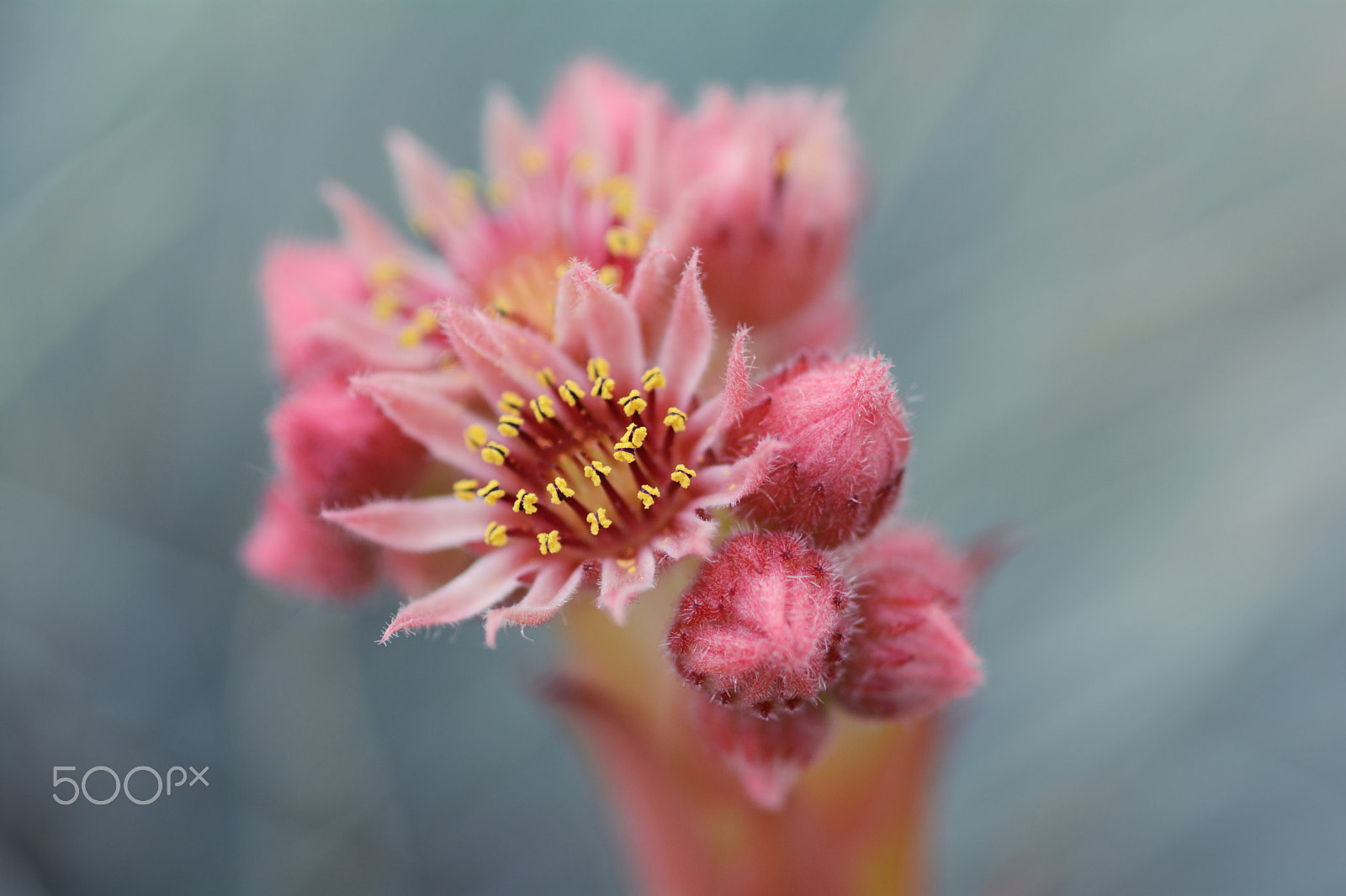 Nikon D7100 + Sigma 105mm F2.8 EX DG Macro sample photo. Sempervivum photography