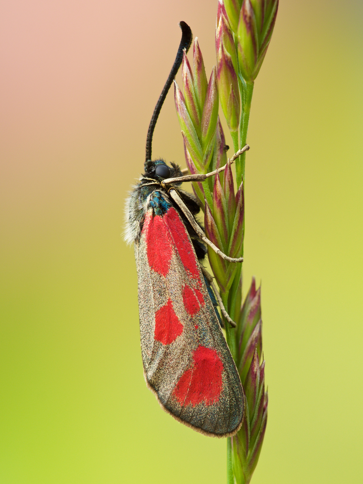 Sigma 150mm F2.8 EX DG Macro HSM sample photo. Burnet moth photography