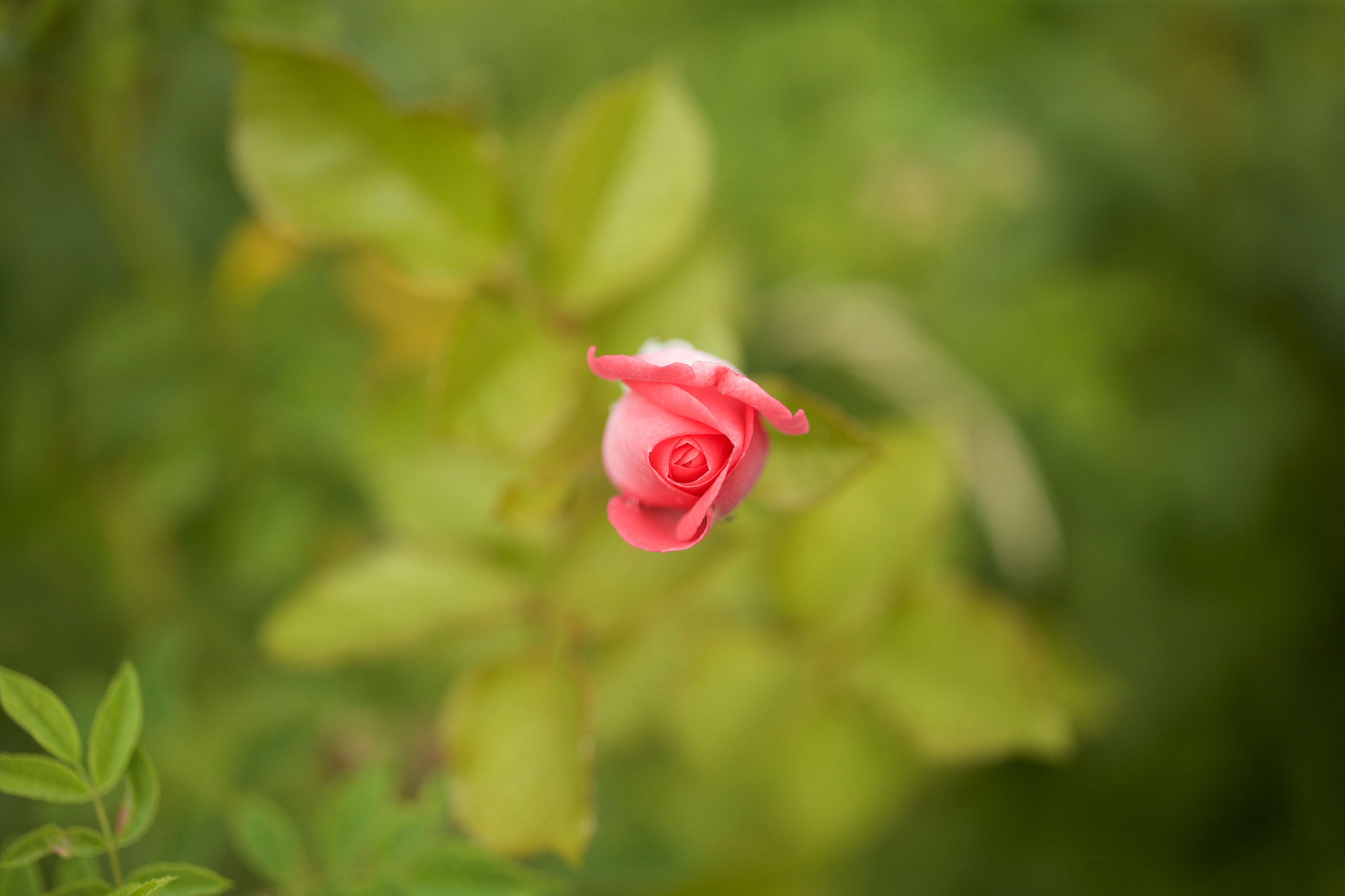 Canon EF 100mm F2.8L Macro IS USM sample photo. Romantic nature photography