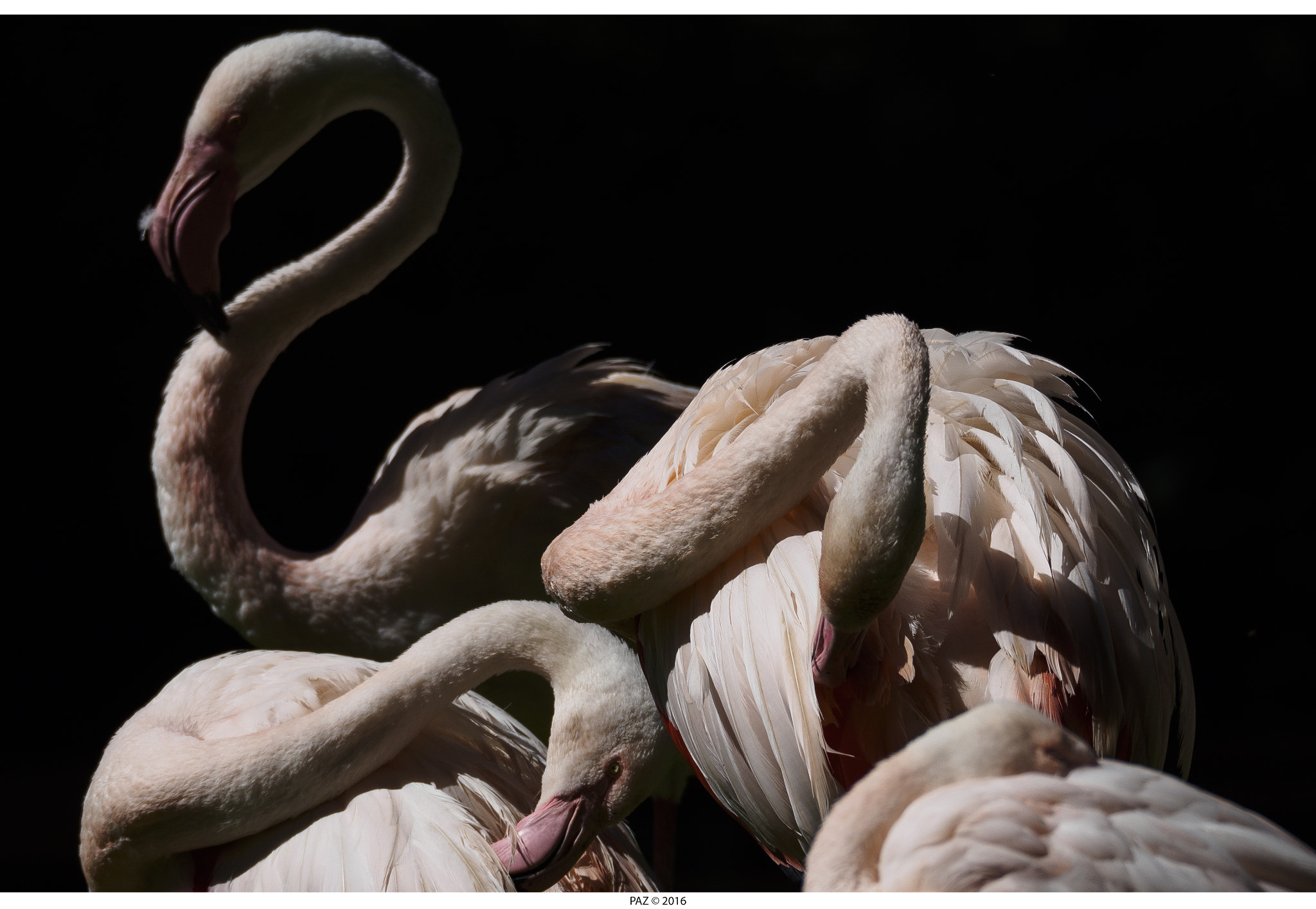 Olympus OM-D E-M10 II sample photo. European flamingo photography