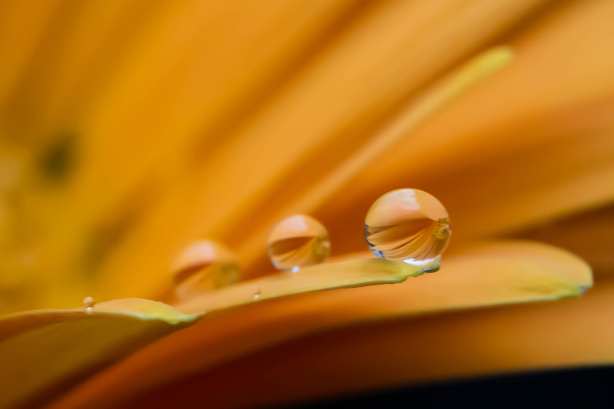 Canon EF 100mm F2.8 Macro USM sample photo. Droplets photography