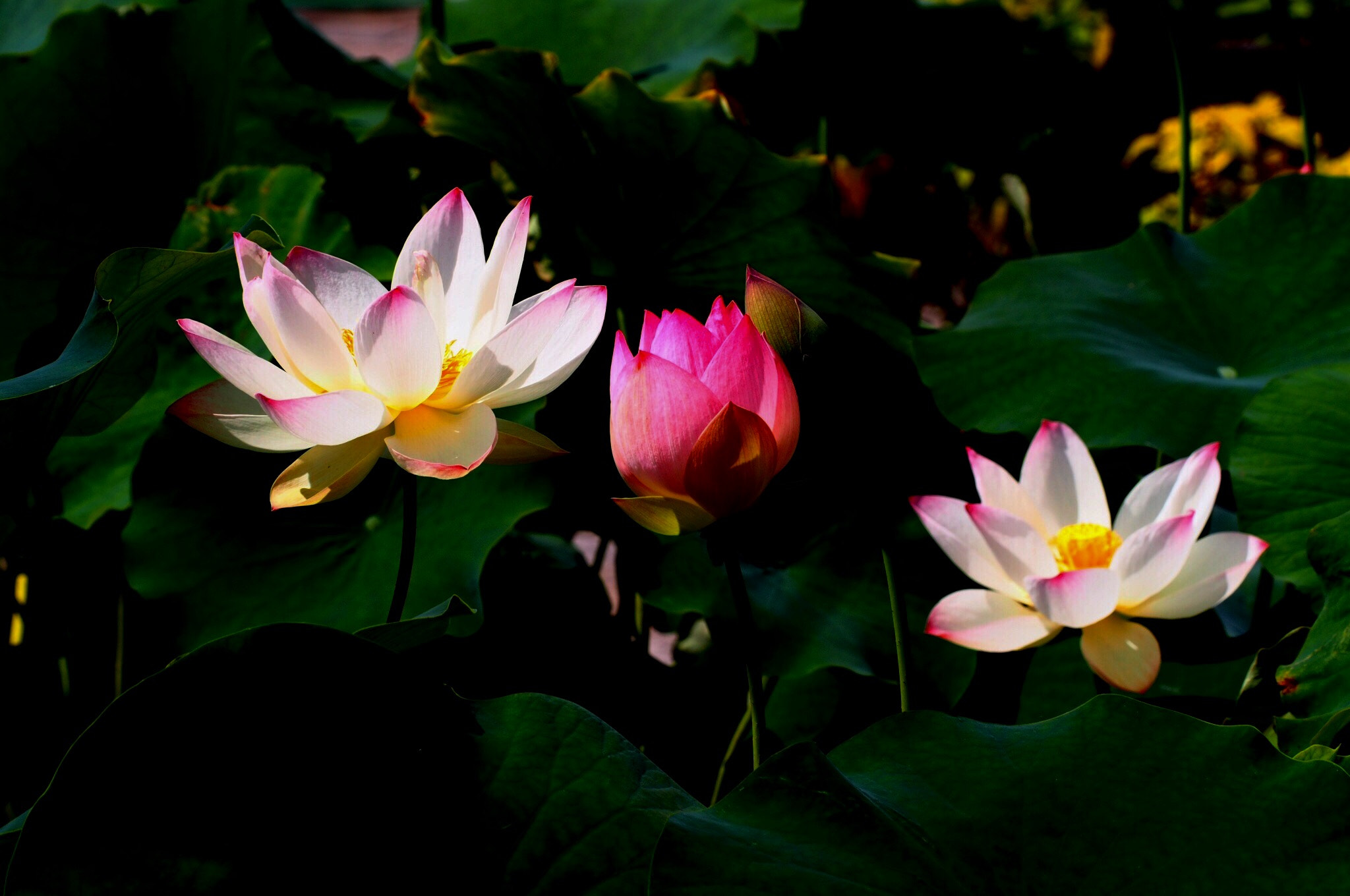 Olympus PEN E-P5 sample photo. Untitled photography