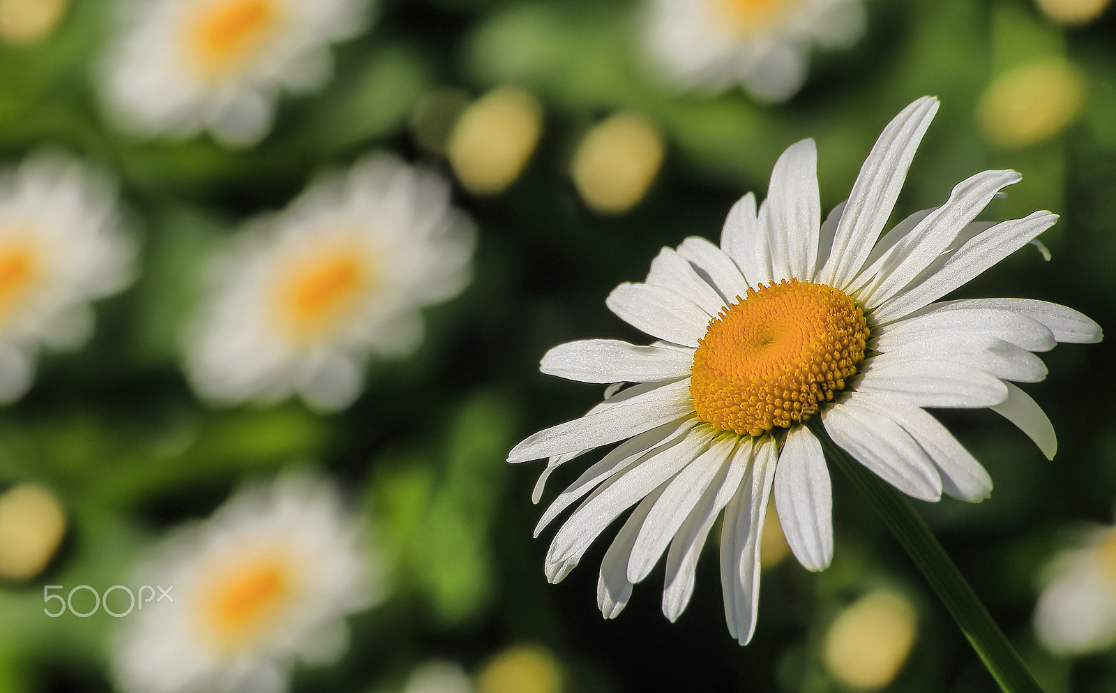 Sigma 70-300mm F4-5.6 APO DG Macro sample photo. The camomile_macro_2016 photography